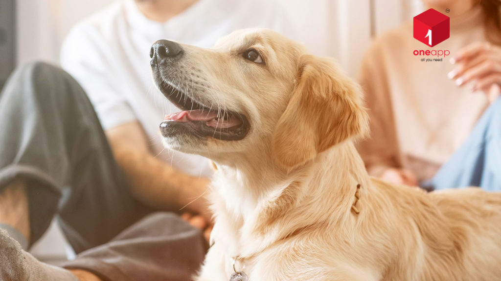 5 advantages of having pets at home